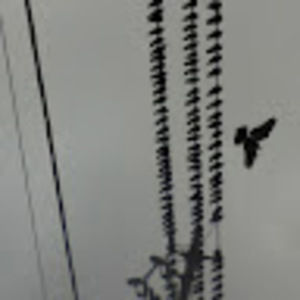 Meet your Posher, Meg